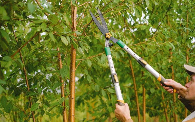 Tree trimming in Jacksboro, TN