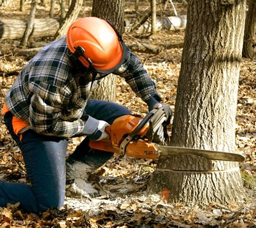 Tree Removal in Jacksboro, TN